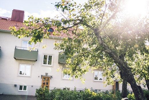 Grönskande träd framför hus