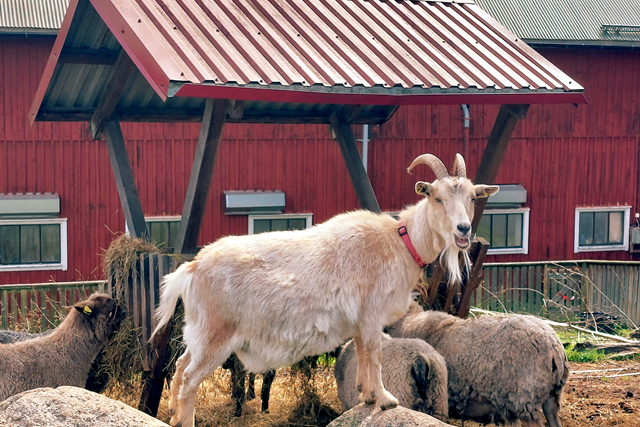 Vit get som står på två stenar framför faluröd bondgård på Vissmålen ridklubb och 4H-gård.